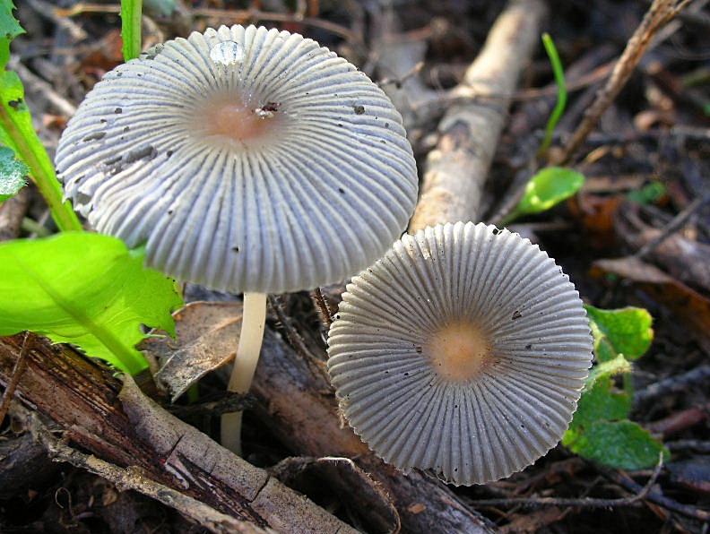 Coprinus plicatilis?